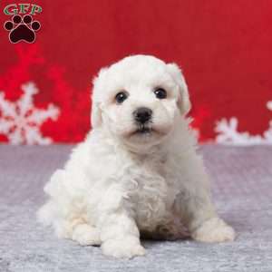 Frosty, Bichon Frise Puppy